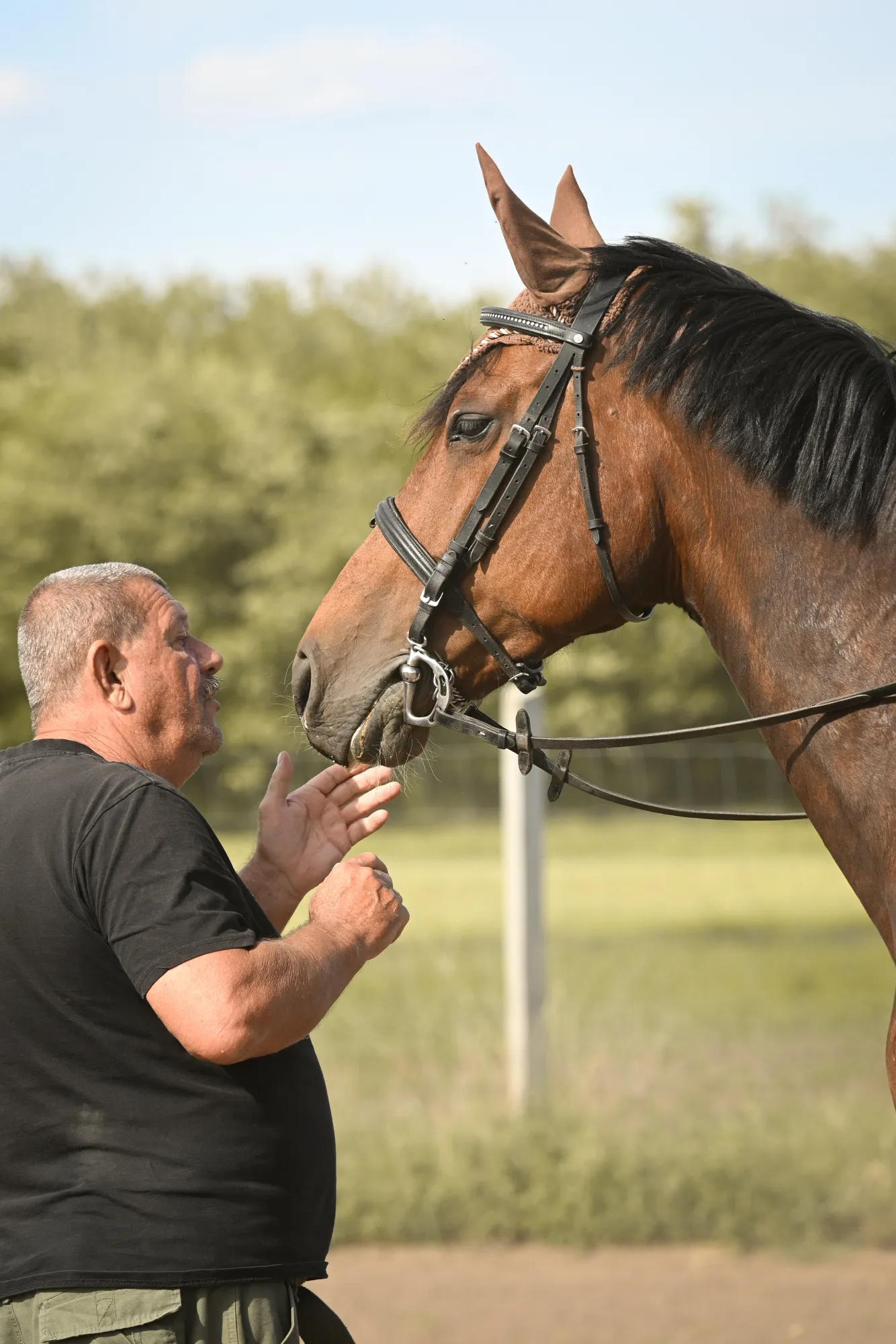 Edző és ló — szavak nélküli párbeszéd